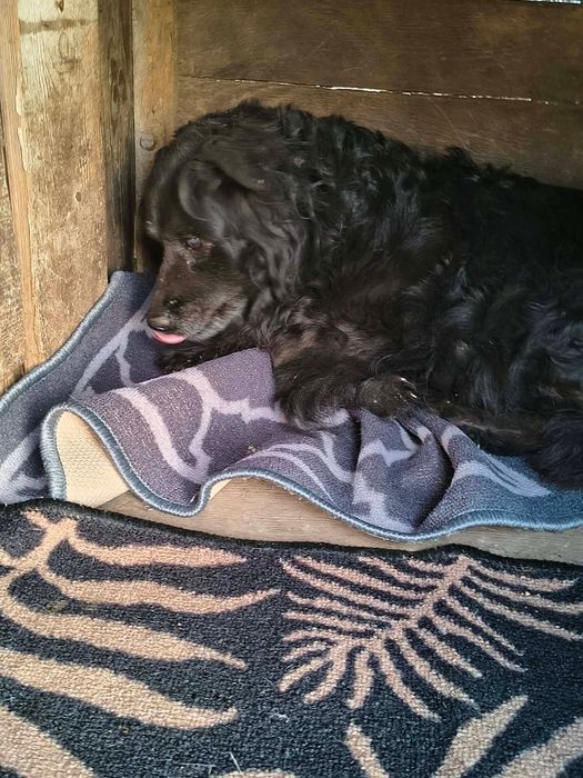 Suczka szuka domu w całej Polsce