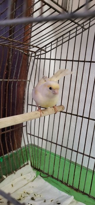 Canário macho  2025