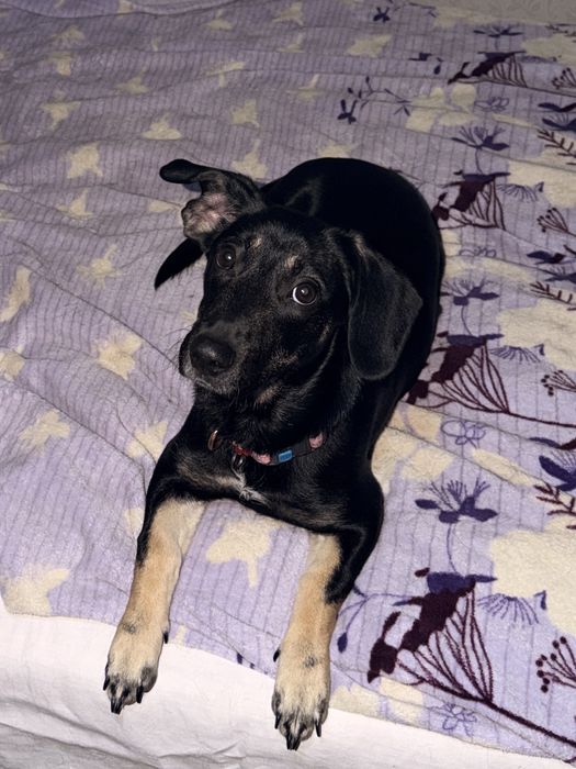 Метис такси. Цуценя 6 місяців шукає відповідальну родину (Київ)