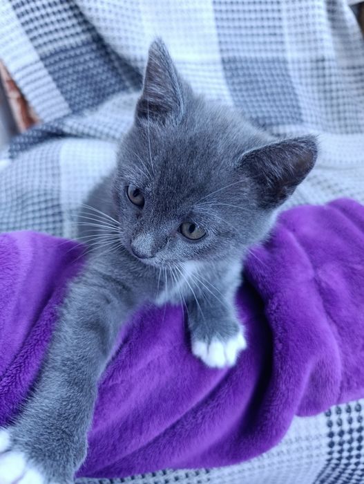 Котик британець  короткошерстний
