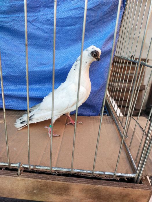 Szek Polski - winerek