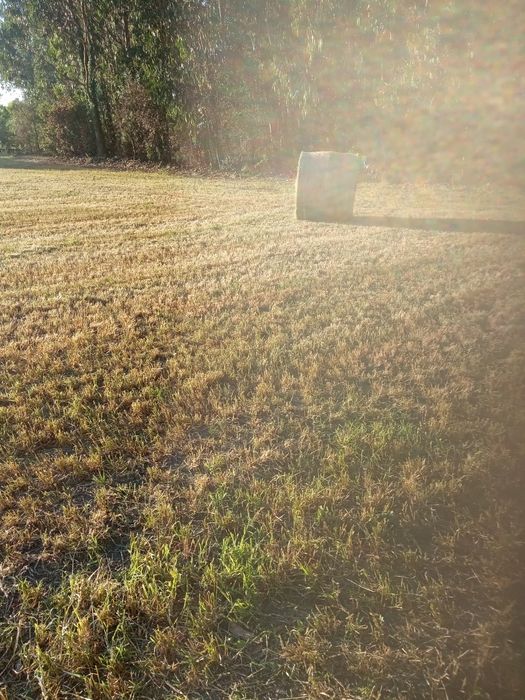Rolos de palha seca sem plástico