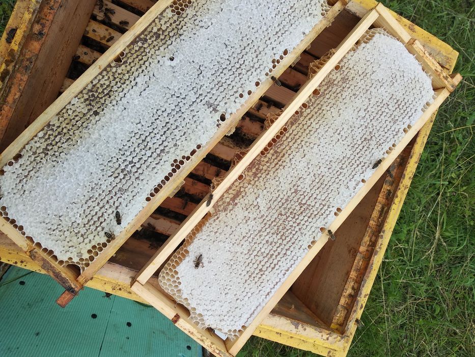 Бджолині матки Карніка