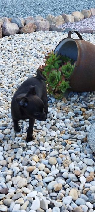 Chihuahua malutki piesek