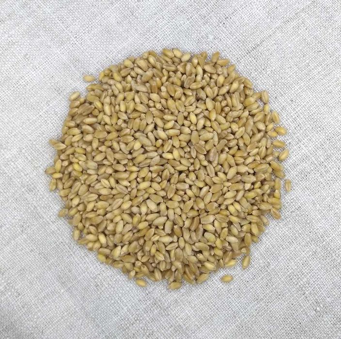 Насіння пшениці, тритикале, люпину та льону олійного