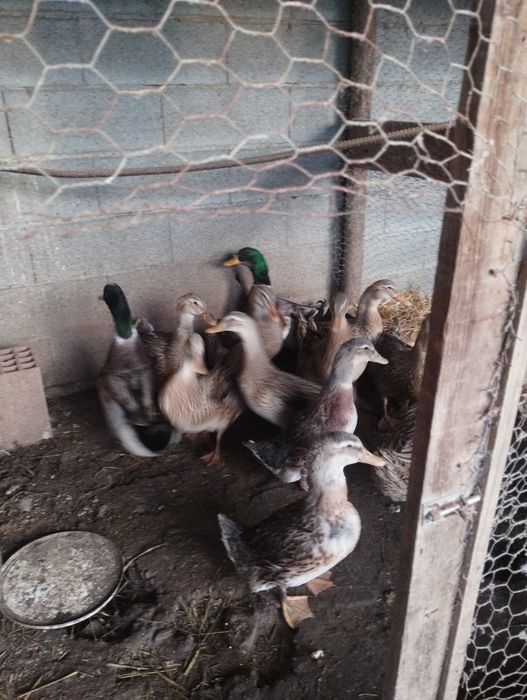 Vendo ovos de pata rouen