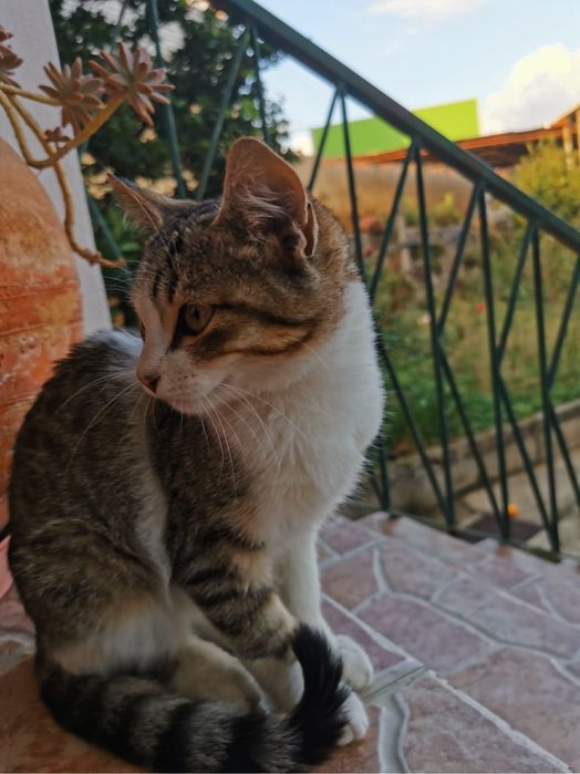 Gatinhos, gatos, gata