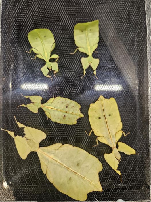 Liściec Liśćce Liściec Cryptophyllium limogesi "Thac Krong Kmar"