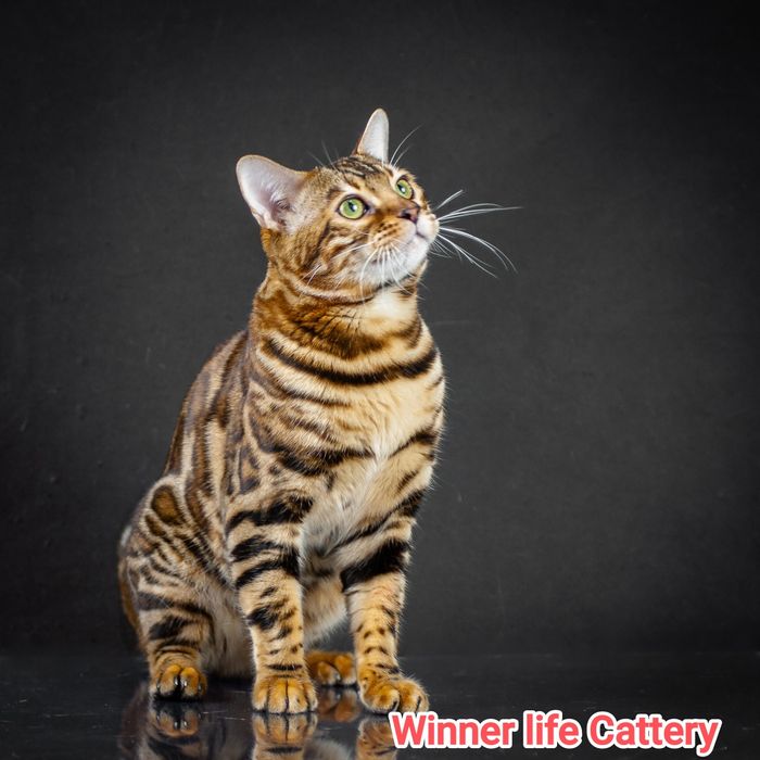 Шикарные клубные бенгалы