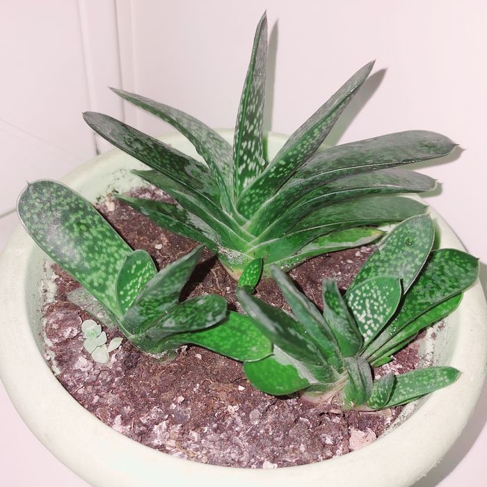 Суккуленты/кактусы_1