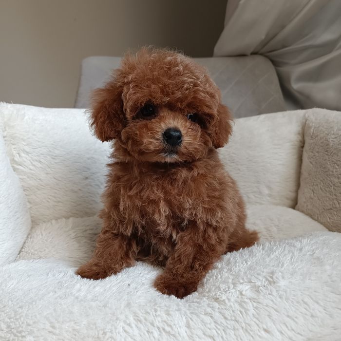 Міні дівчинка. Готова до переїзду. Курноса мальтипу. Київ