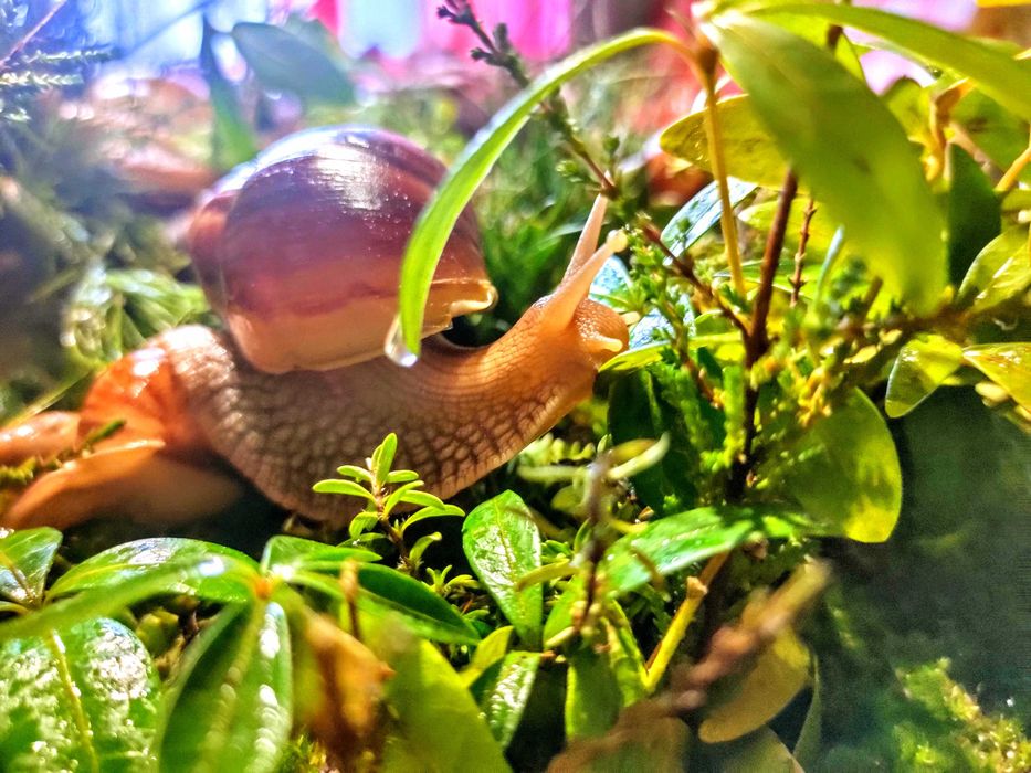 Равлики фуліка, стандарт, родація.