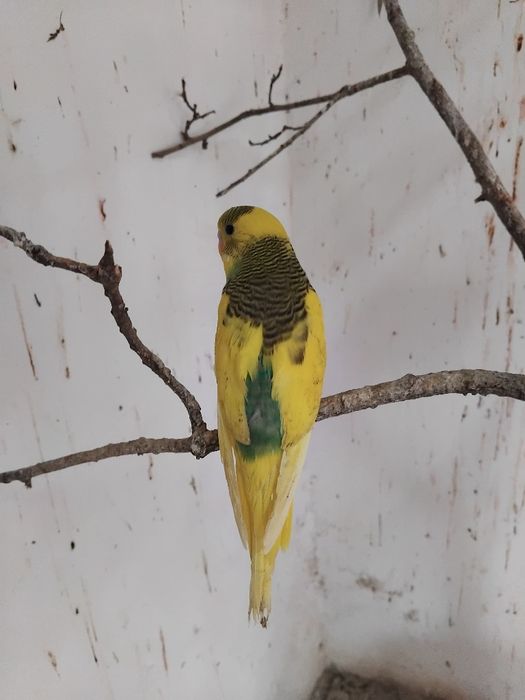 Vendo ou  troco por outras aves no meu interesse