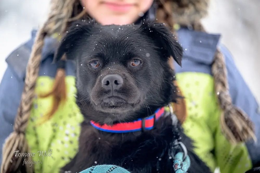 Śliczny piesio o niezwykłym pyszczku prosi o dom