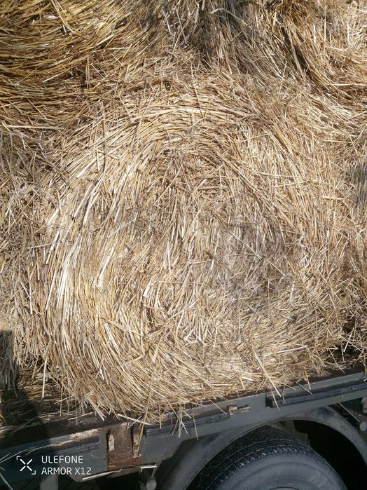 Słoma spod dachu
