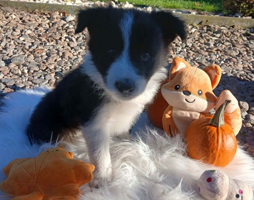 Śliczna Suczka Border Collie