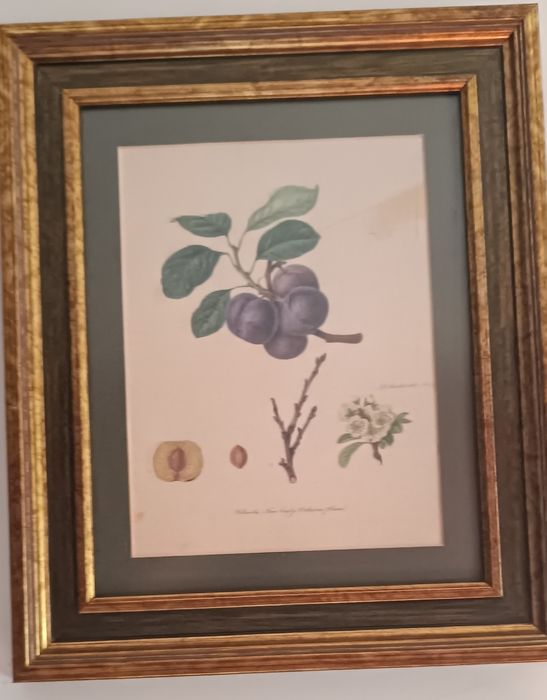 Conjunto de quadros com gravuras de frutos