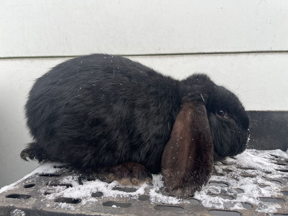 Samiec baran francuski WYMIANA krolik króliki barany