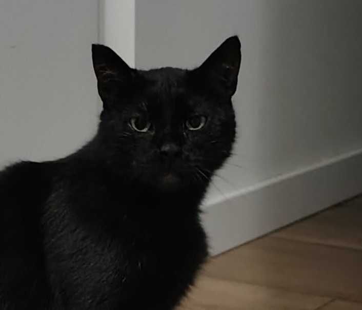 Cudowna czarna kotka do adopcji