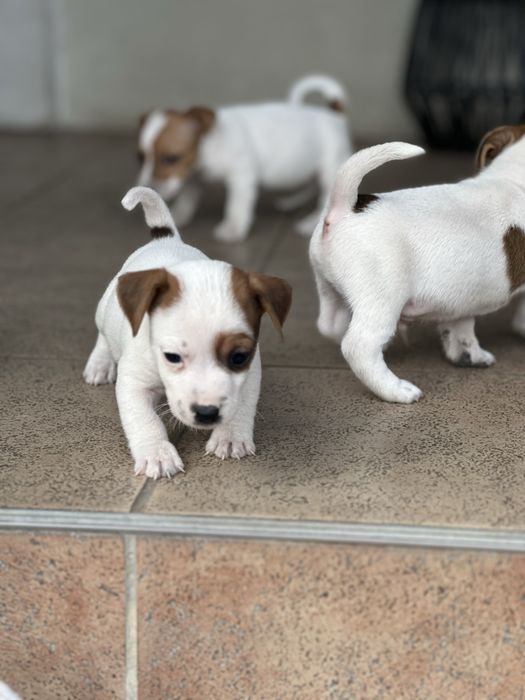 Jack Russel Terrier