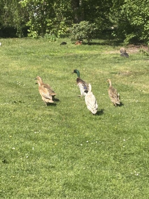 Kaczki i kaczory biegusy