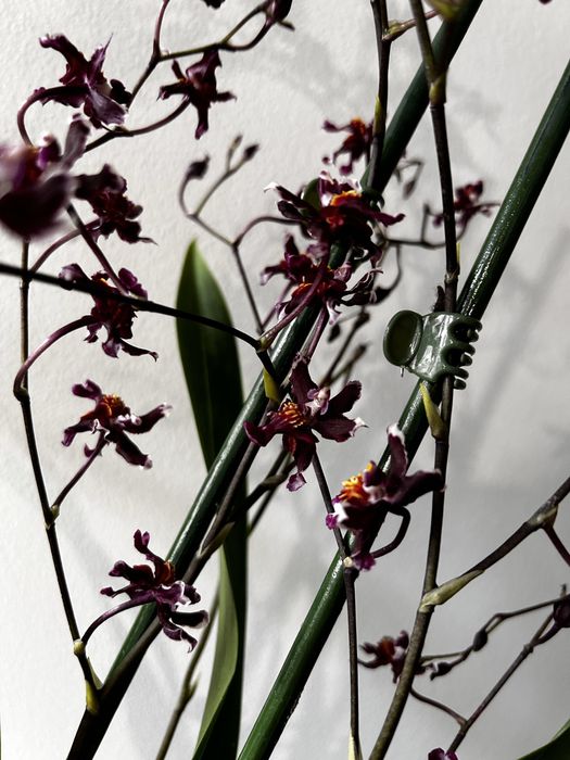 Orquidea oncidium chocolate