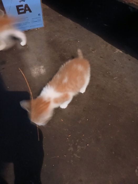 Gatinhos para doar
