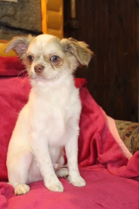 Чихуахуа хлопчик