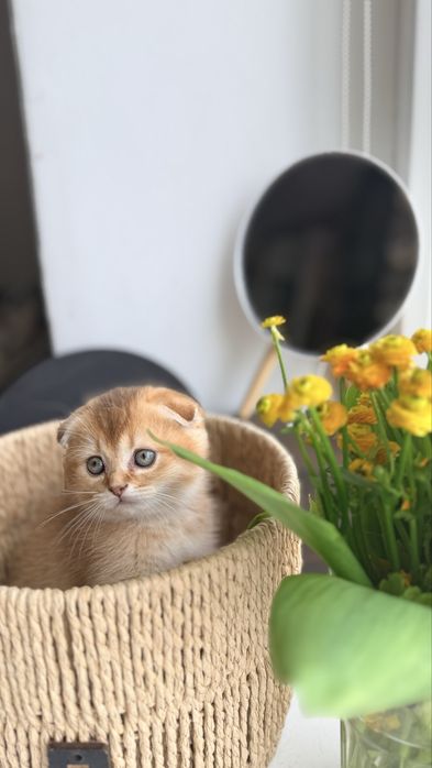 Шотландські кошенята Золота та Срібляста шиншила (Чернігів)
