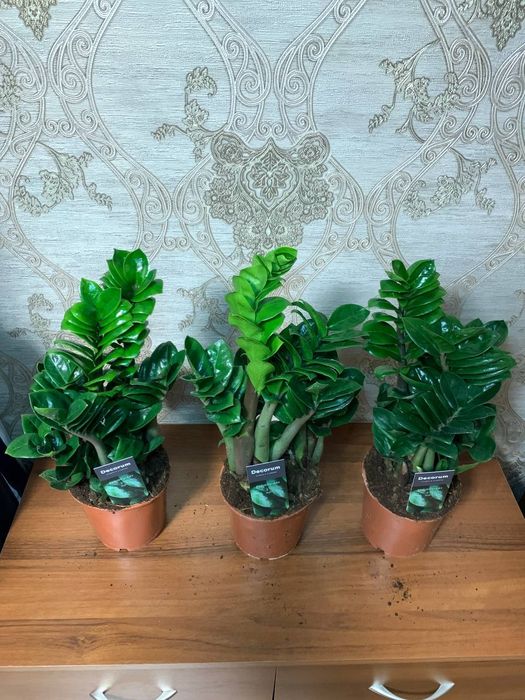 Заміокулькас Зензі