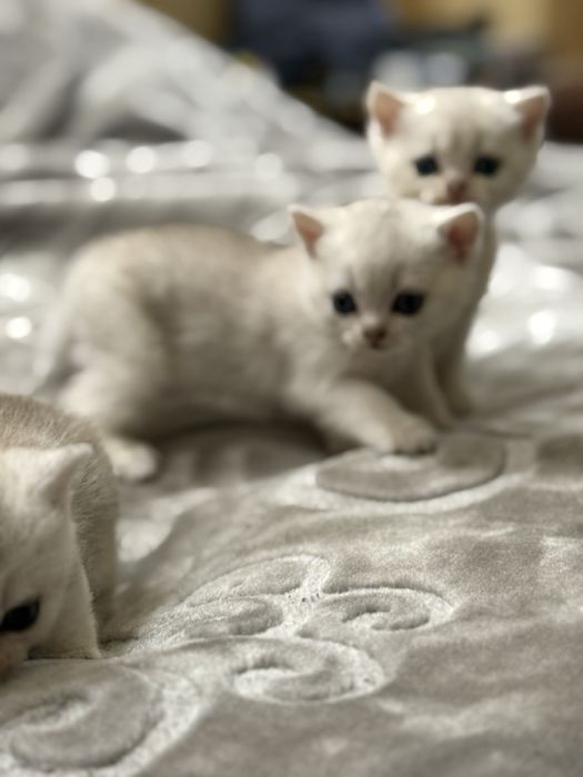 Продам котят Британская шиншилла