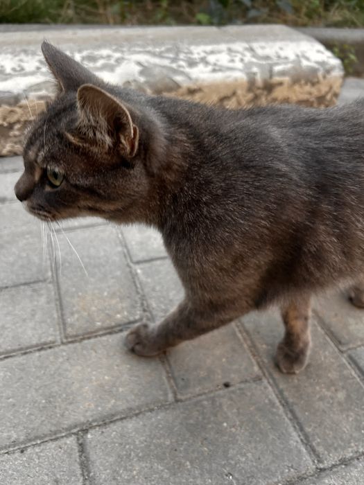 Кішка в добрі руки