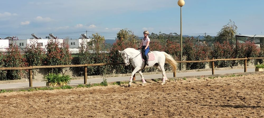 Cavalo TGE Sela Francês
