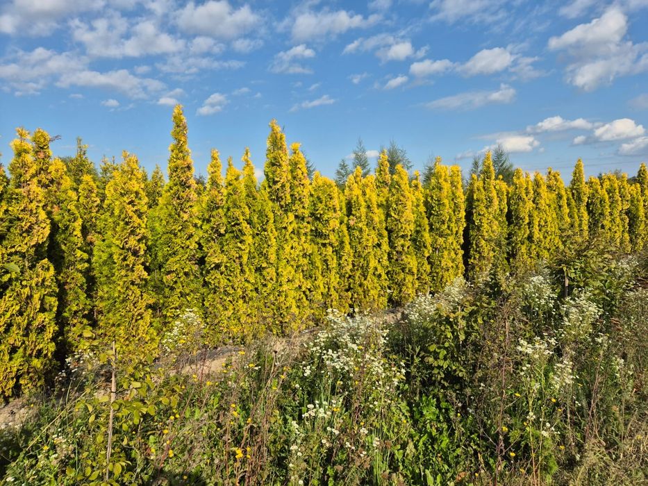 Żywotnik thuja 'Salland' 200-250 cm