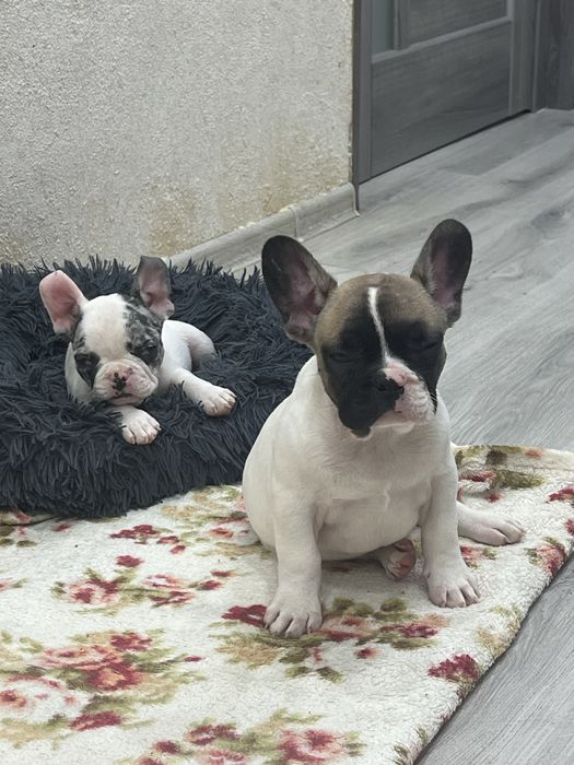 Французські круасанчики