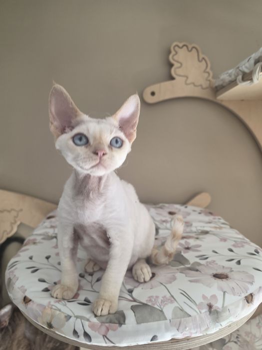 Kocurek  Devon Rex