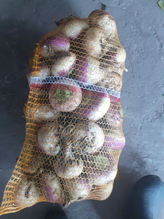 Rzepa pościerniskowa