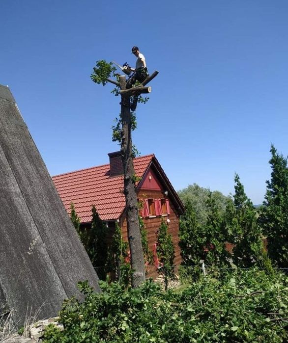 Wycinka i Przycinka Drzew Trudnych