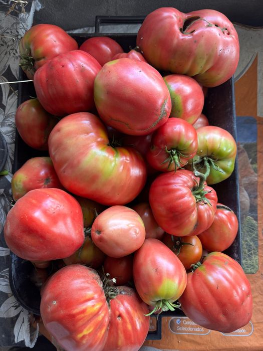 Tomate coração de boi