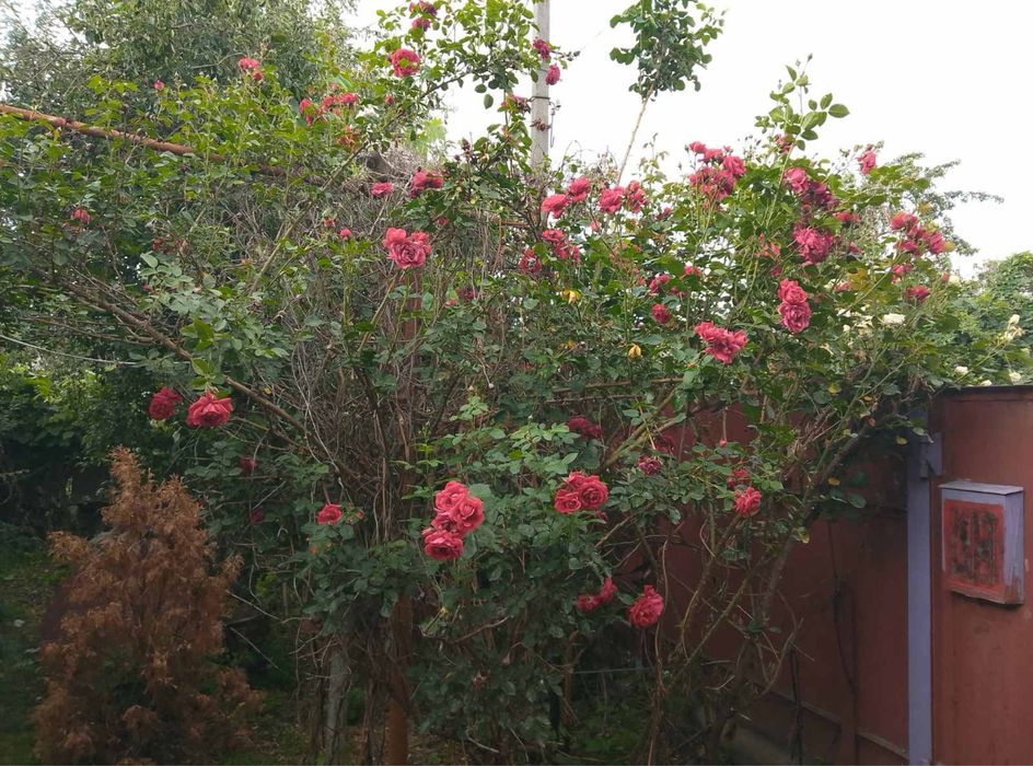 Продається будинок с.Білецьківка