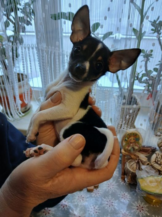 Продаються цуценята