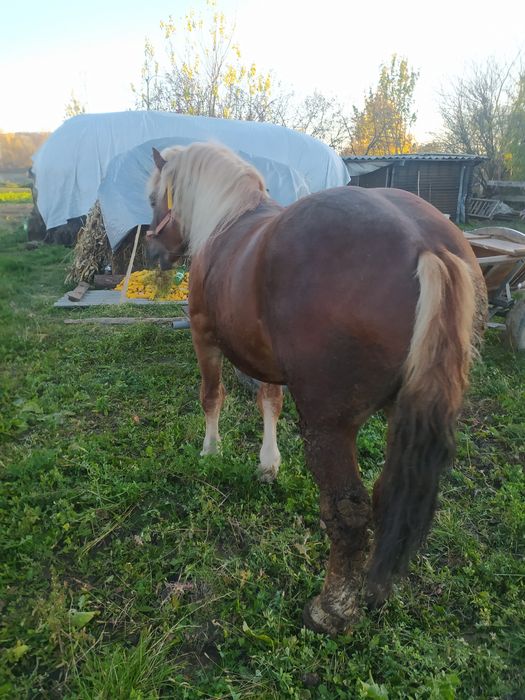 Продам трирічного жеребця