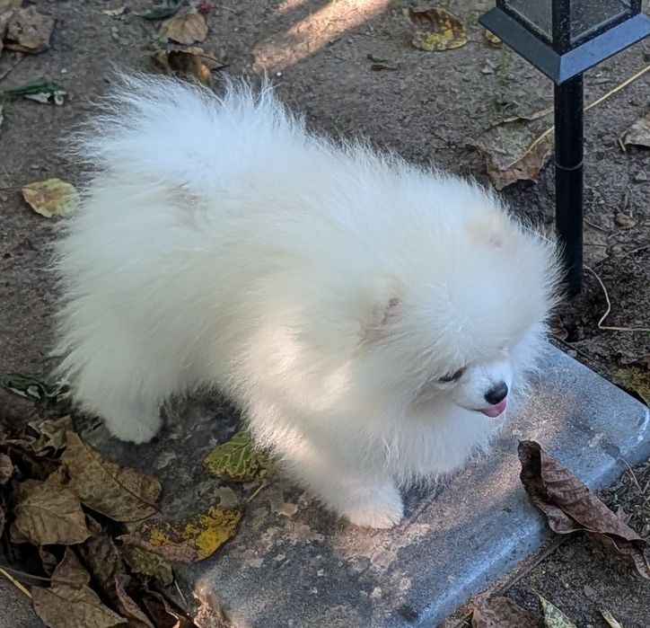 Szpic miniaturowy -pomeranian