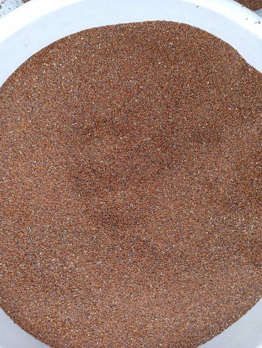 nasiona babka lancetowata 2025