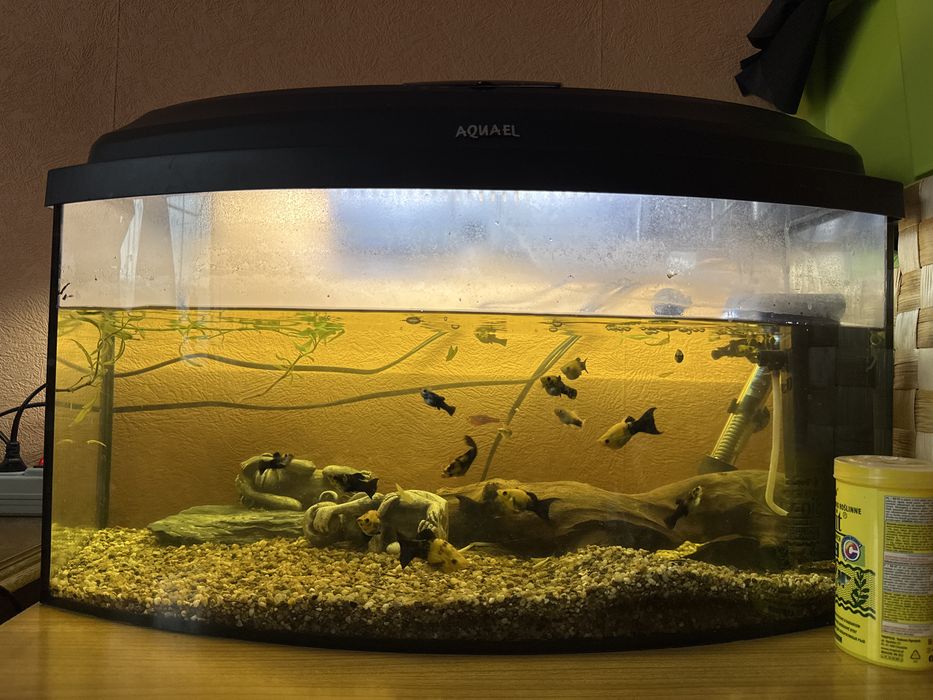 Kompletne akwarium z rybkami