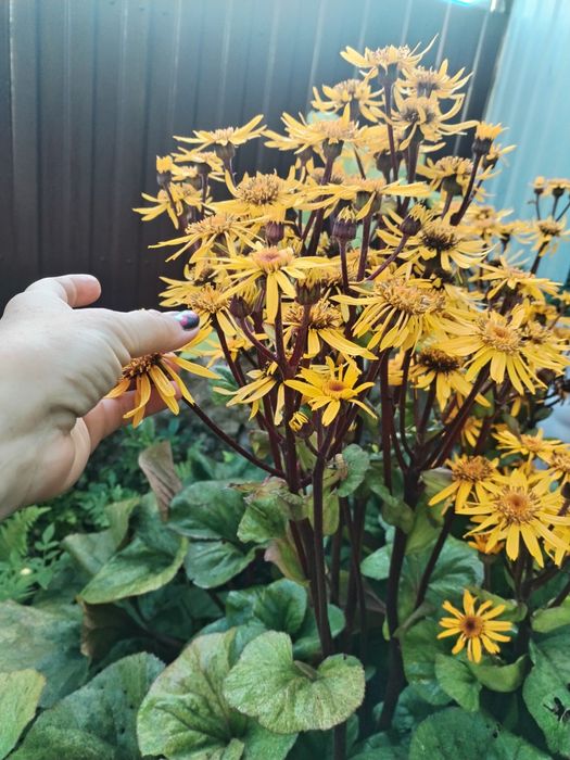 Бузульник,язичник зубчастий Garden Confetti