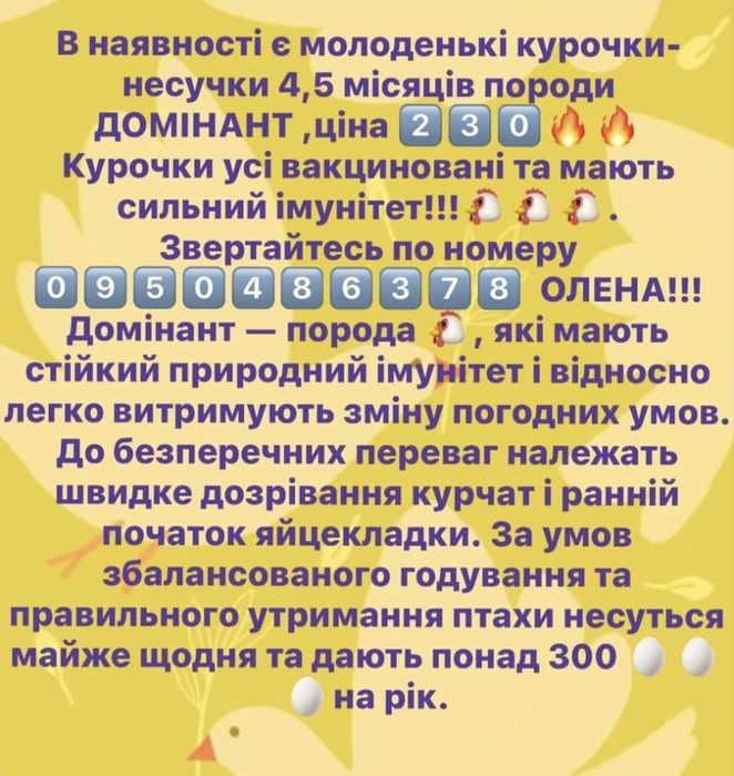 Курочки молоді