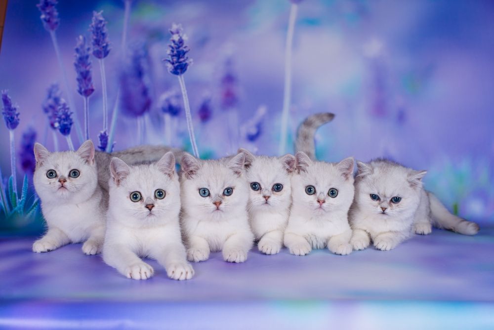 Сріблясті шиншили