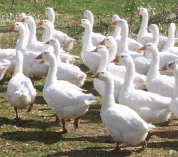 Gęs na wagę rożnego rodzaju dowóz gratis