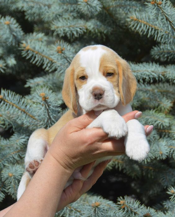 Біглята від виставкової пари